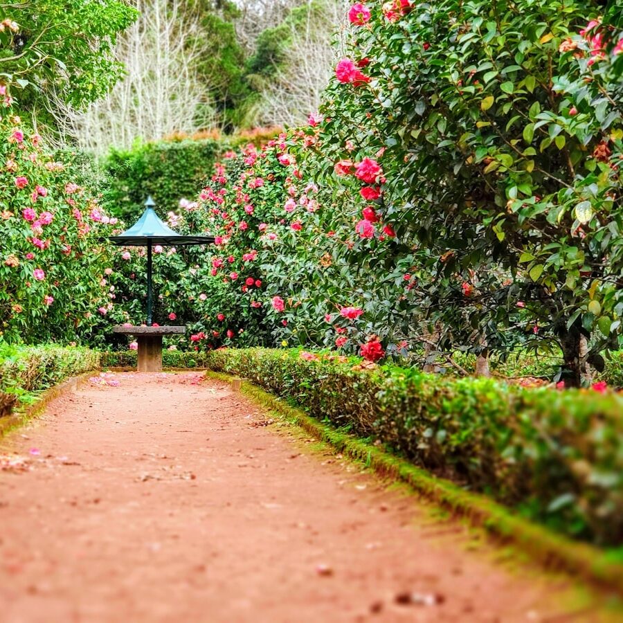 brown pathway between green plants
