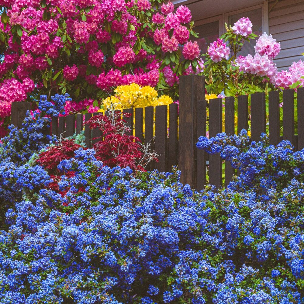 purple and pink flowers on green grass field