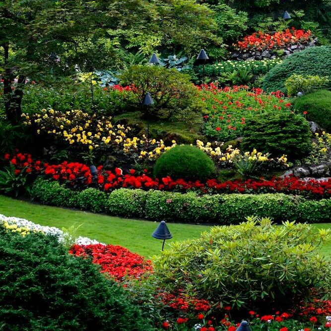red and white flower garden